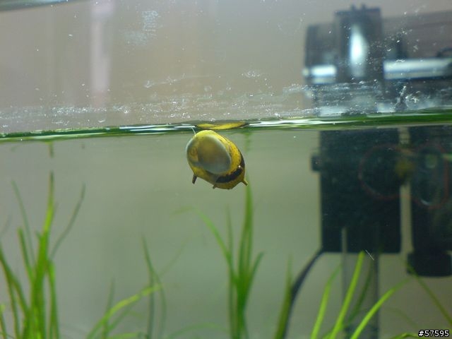 [分享]一尺陰性草紅蓮燈缸