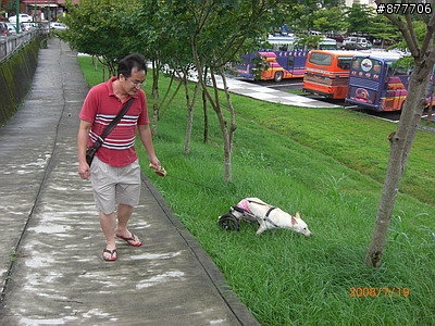 殘障犬白二兵日月潭消遙遊~