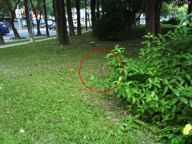 [分享]忠誠公園見到的保育類動物