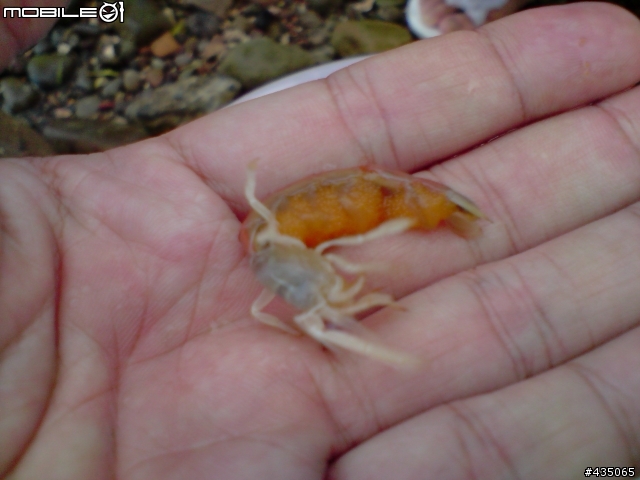 [疑問] 海邊發現謎樣的生物?