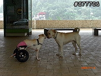 殘障犬白二兵日月潭消遙遊~