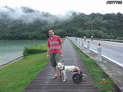 殘障犬白二兵日月潭消遙遊~