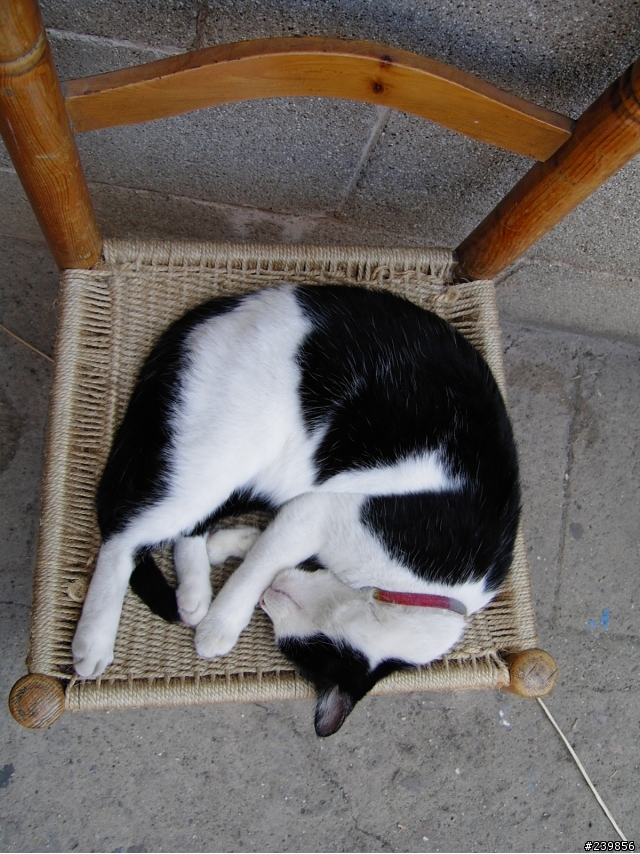 contax TVSD拍的貓狗