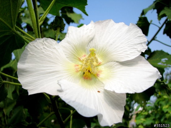 分享 CANON S5 IS - 公園外拍