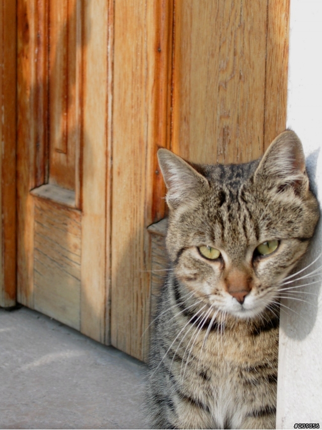 contax TVSD拍的貓狗