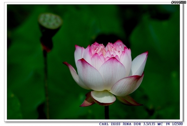 老鏡的春天...Carl Zeiss jena Sonnar   3.5/135 M42 + NIKON