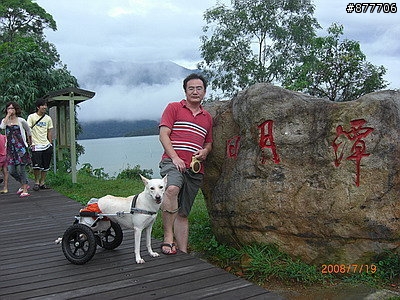 殘障犬白二兵日月潭消遙遊~