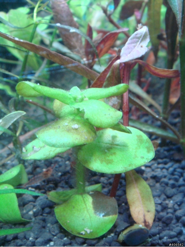 【水族】請救救我的水草