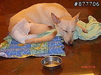 殘障犬白二兵日月潭消遙遊~