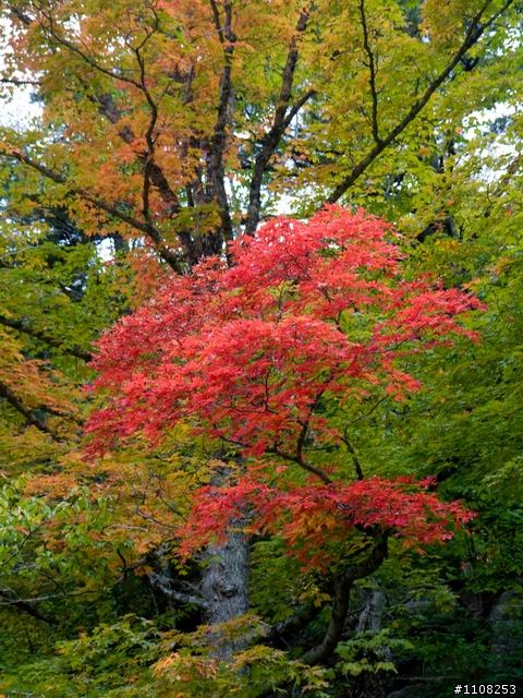 2008美東楓之旅---緬因州 (Acadia National Park)
