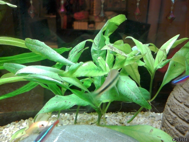 請教水族達人,看看我的水草怎麼了?