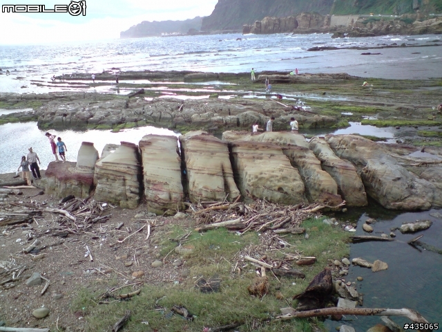 [疑問] 海邊發現謎樣的生物?