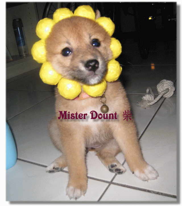 我家也有Mister Donut