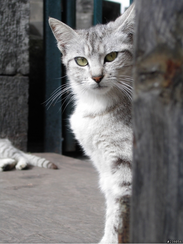 contax TVSD拍的貓狗