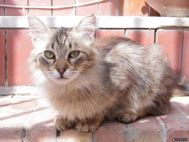 contax TVSD拍的貓狗