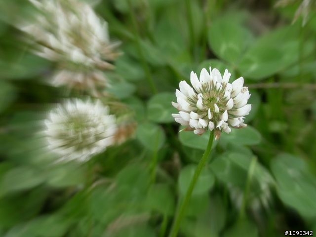 偽 Lensbaby 效果: Picnik Focal Zoom