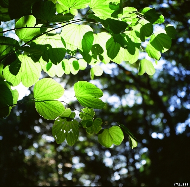 入手yashica MAT-124 6X6 TLR 相機試拍兩捲