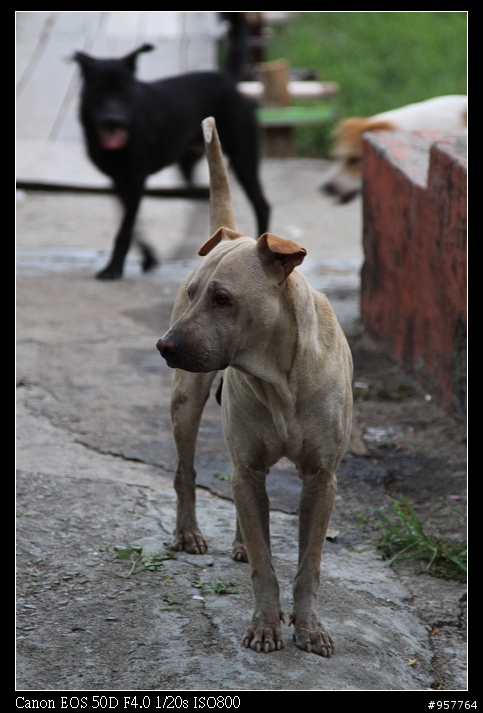 買了50D的朋友來簽到吧，分享一下入手的喜悅!!!