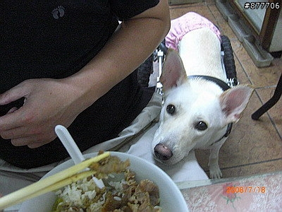 殘障犬白二兵日月潭消遙遊~