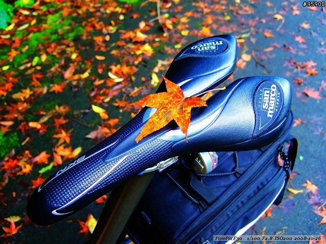 Biking. Autumn. Maple
