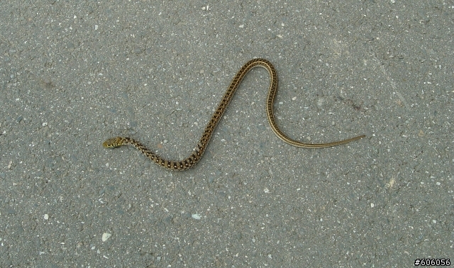 小心！河濱公園有蛇