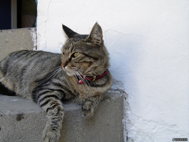 contax TVSD拍的貓狗