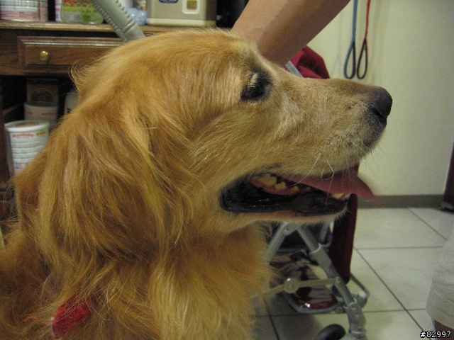 [拾獲送養黃金獵犬]誰家的寶貝走失了