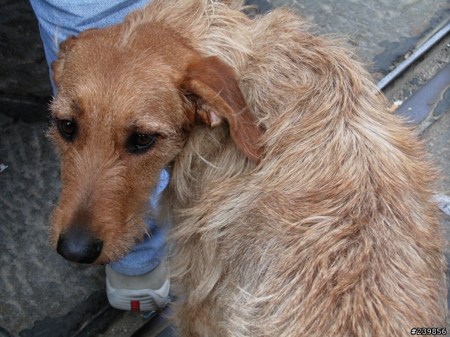 contax TVSD拍的貓狗