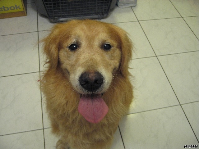 [拾獲送養黃金獵犬]誰家的寶貝走失了