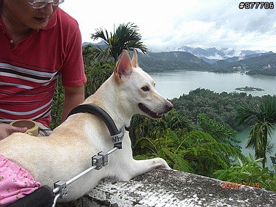 殘障犬白二兵日月潭消遙遊~