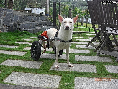 殘障犬白二兵日月潭消遙遊~