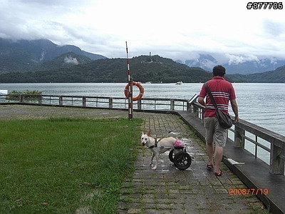 殘障犬白二兵日月潭消遙遊~