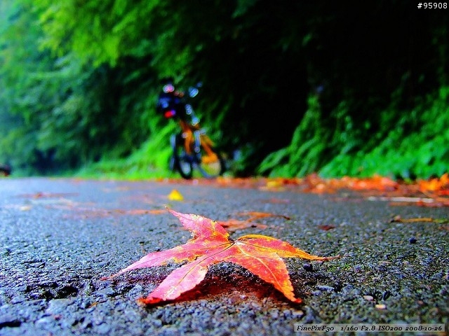 Biking. Autumn. Maple