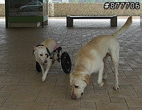殘障犬白二兵日月潭消遙遊~