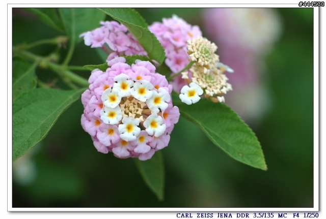 老鏡的春天...Carl Zeiss jena Sonnar   3.5/135 M42 + NIKON