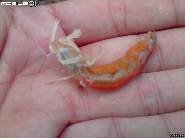 [疑問] 海邊發現謎樣的生物?