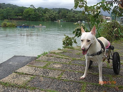 殘障犬白二兵日月潭消遙遊~