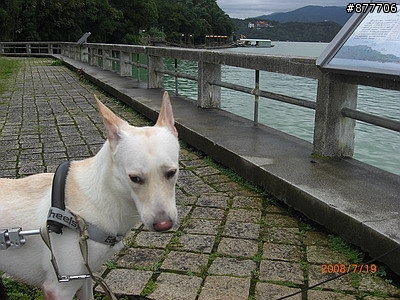 殘障犬白二兵日月潭消遙遊~