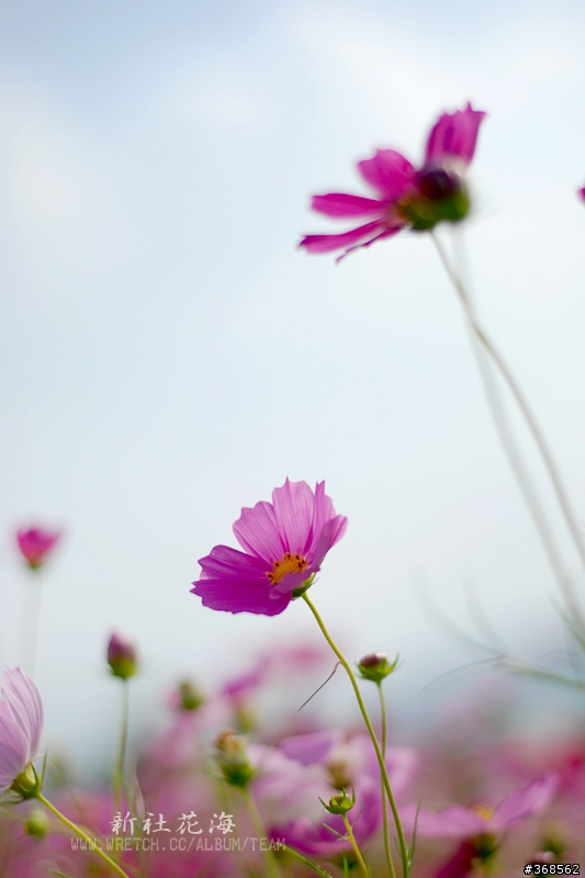 50mm F1.8 拍花海 好浪漫