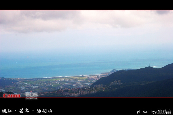 楓紅-芒草-陽明山