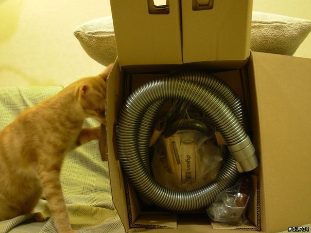 [開箱]貴森森的Dyson DC22 Allergy（圖多)