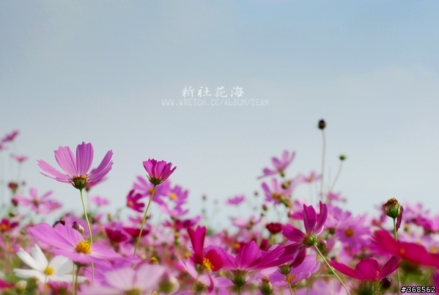 50mm F1.8 拍花海 好浪漫