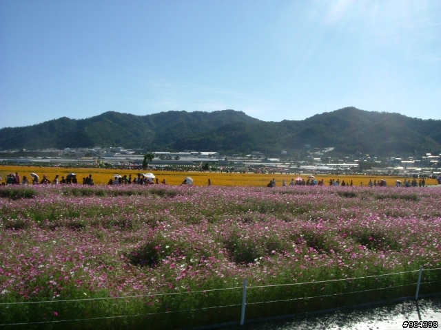 今天我要往香菇王國挺進 新社花海