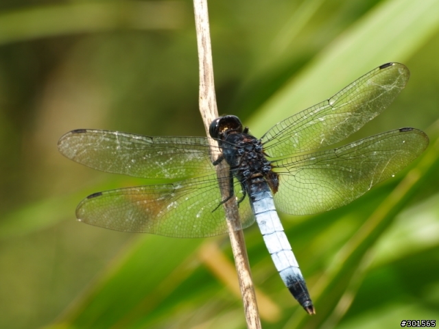 新手老機爛鏡打蜻蜓 (E300&sigma 55~200mm)(重發)