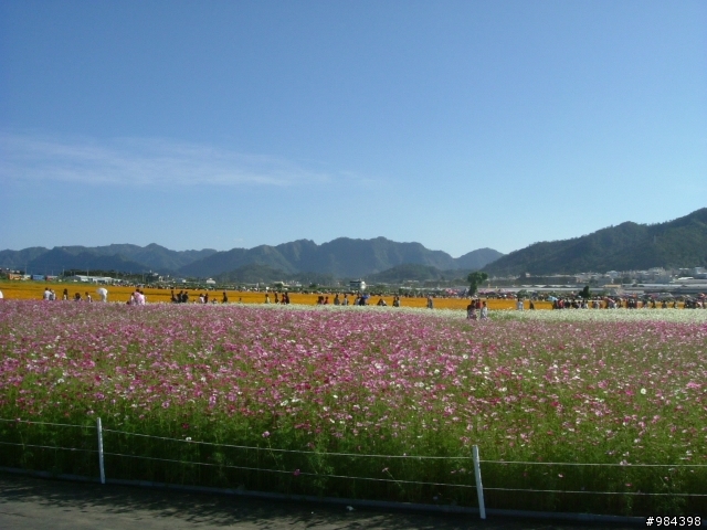 今天我要往香菇王國挺進 新社花海