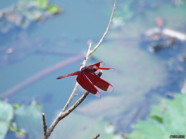 新手老機爛鏡打蜻蜓 (E300&sigma 55~200mm)(重發)
