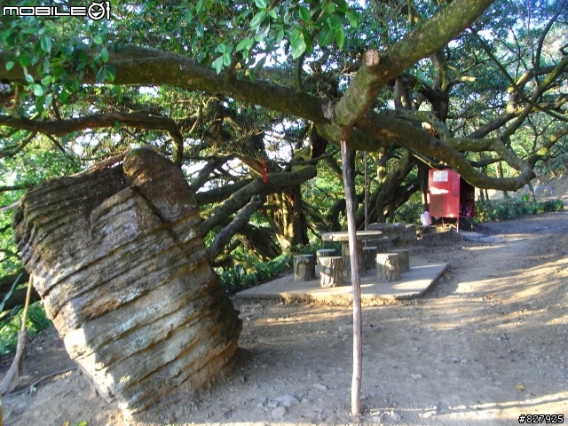 [遊記分享]桃園龜山兔子坑+樹林/鶯歌大榕樹