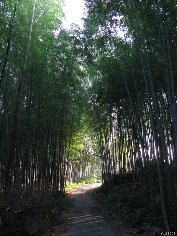 [遊記]阿里山公路支線之超神秘"二延平山"