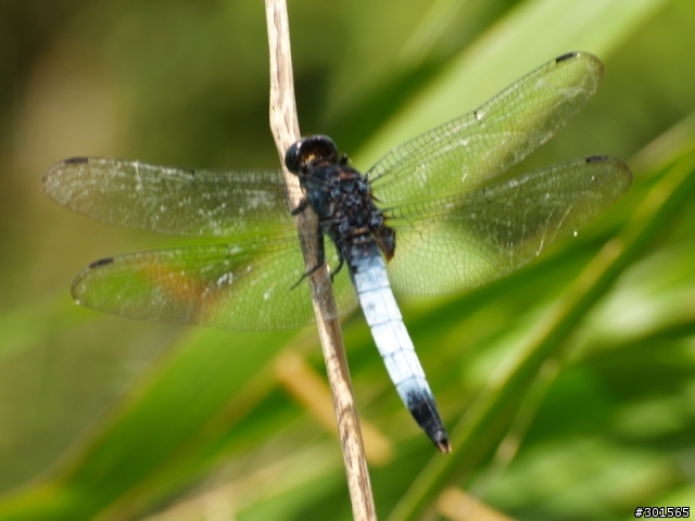 新手老機爛鏡打蜻蜓 (E300&sigma 55~200mm)(重發)