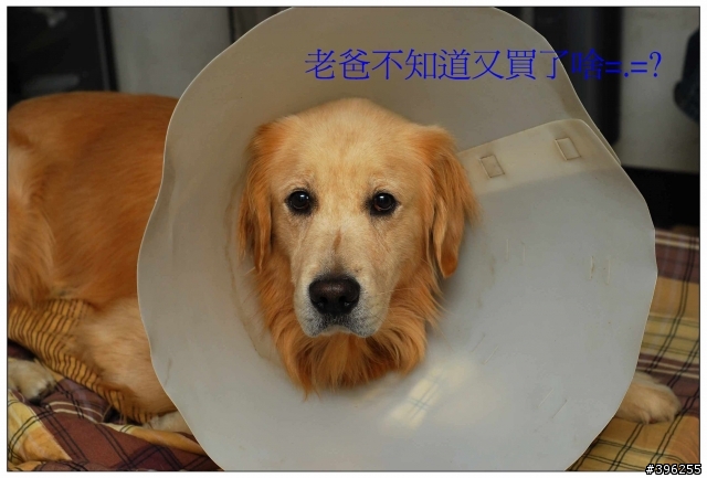 寵物洗澡好幫手- 美國Metro Air Force Commander Dryer AFTD-3 吹水機 入手開箱